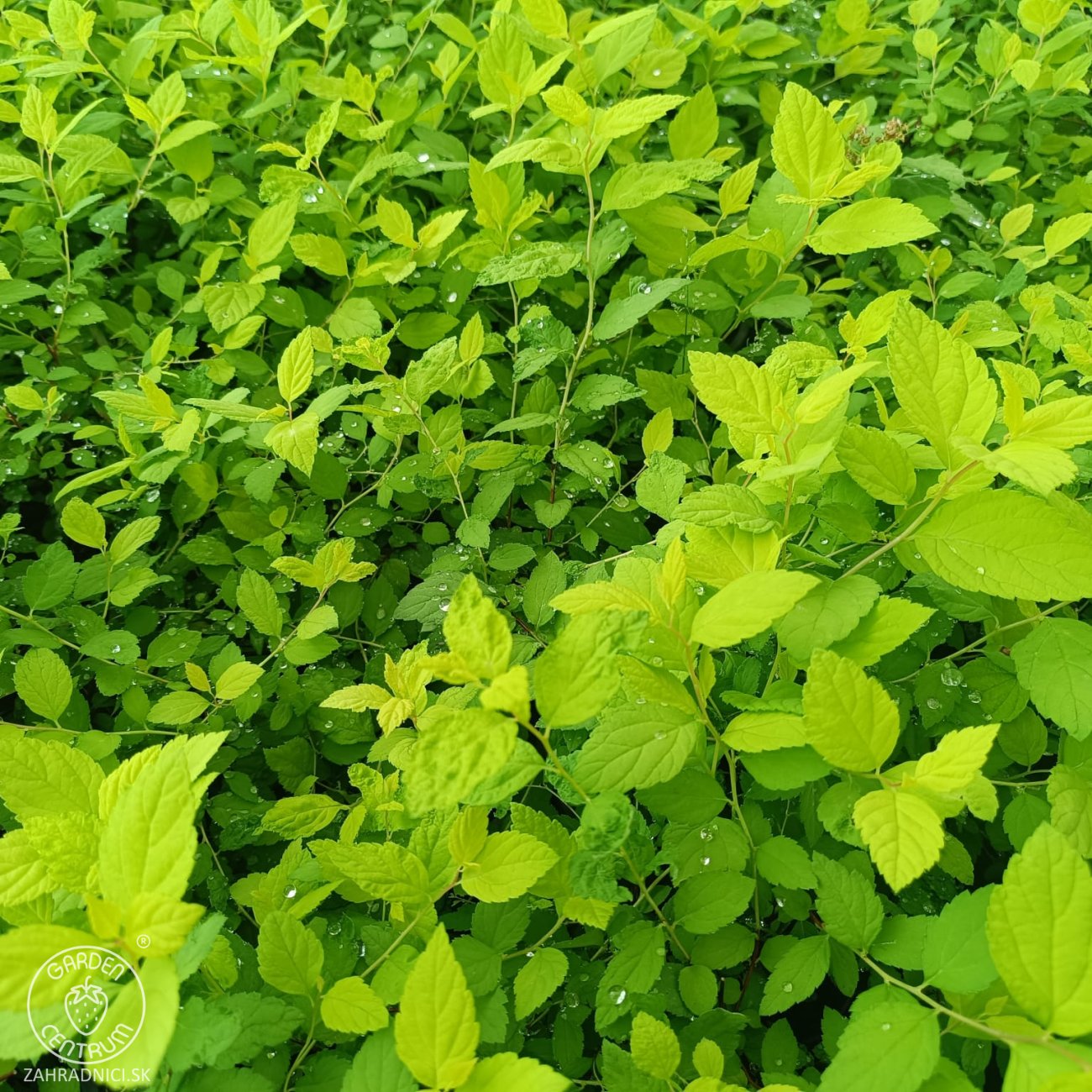 Obrázok Tavoľník japonský (Spiraea Japonica) ´GOLDEN PRINCESS´ - výška 10-20 cm ⌀ 20 cm , kont. C2L